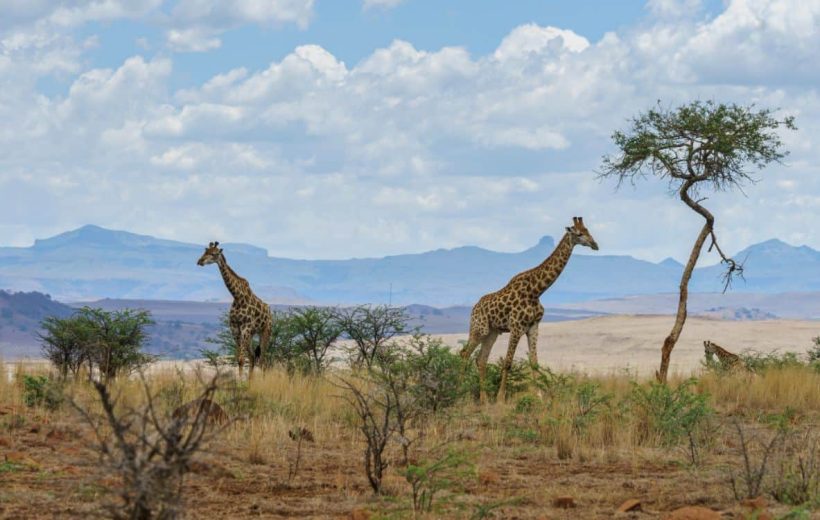 Lake Manyara National park -The Forest Circuit: Unveiling Hidden Gems (2 Days)