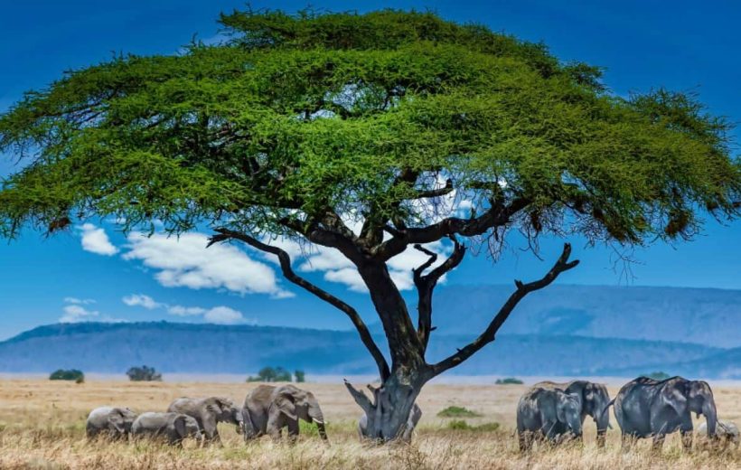 Tarangire National Park -The Northern Circuit