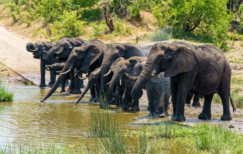 Serengeti - Western Corridor( Game Viewing)