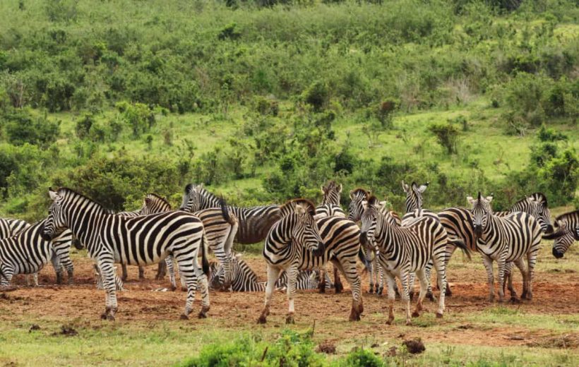 Lake Manyara National park - The Classic Loop: A Taste of Manyara's Treasures (1 Day)