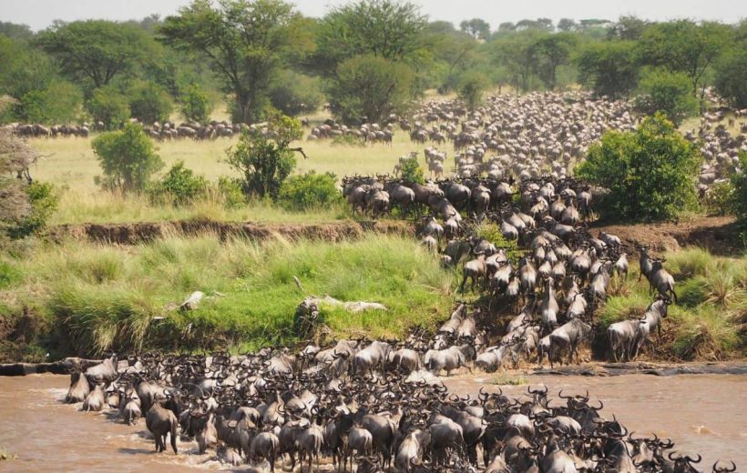 Serengeti - Northern corridor(wildebeeast migration)
